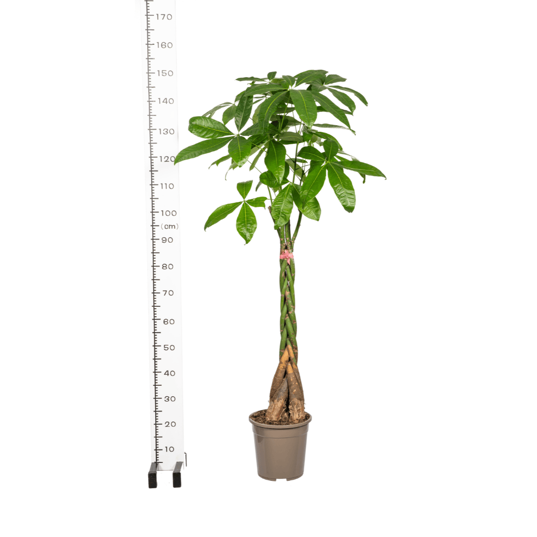 Pachira Aquatica Ø24cm - ↕120 - 140cm - Botanic-Vibes