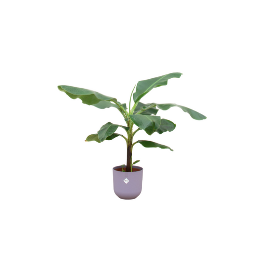 Combi deal - Bananenpflanze (Musa) inklusive elho Jazz Round Lila Ø23 – 100 cm