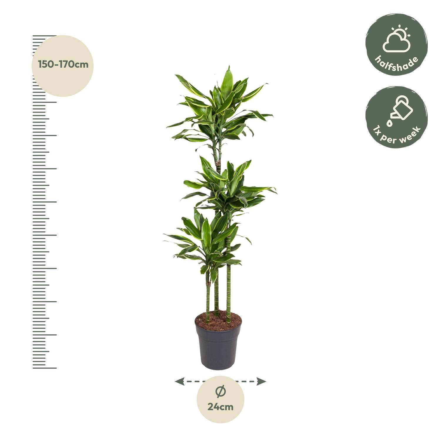 Dracaena golden coast – 160 cm – ø24 - Botanic-Vibes