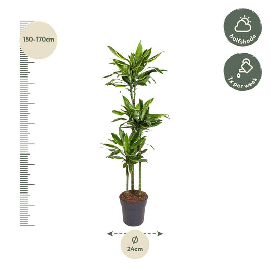 Dracaena golden coast – 160 cm – ø24 - Botanic-Vibes