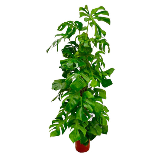 Monstera deliciosa XXL – 180 cm – Ø27 - Botanic-Vibes