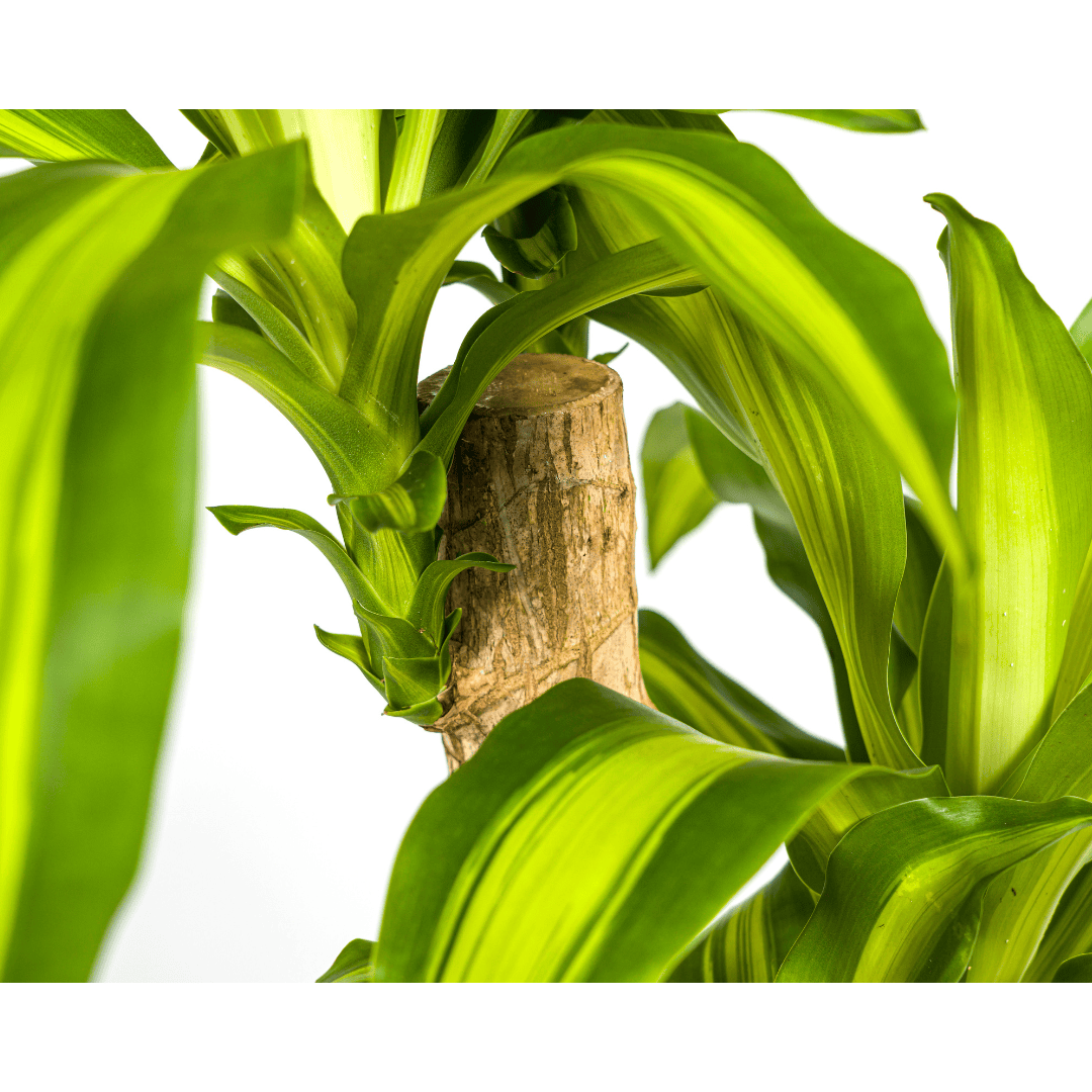 Dracaena Fragrans Massangeana Ø19cm - ↕70 - 90cm - Botanic-Vibes