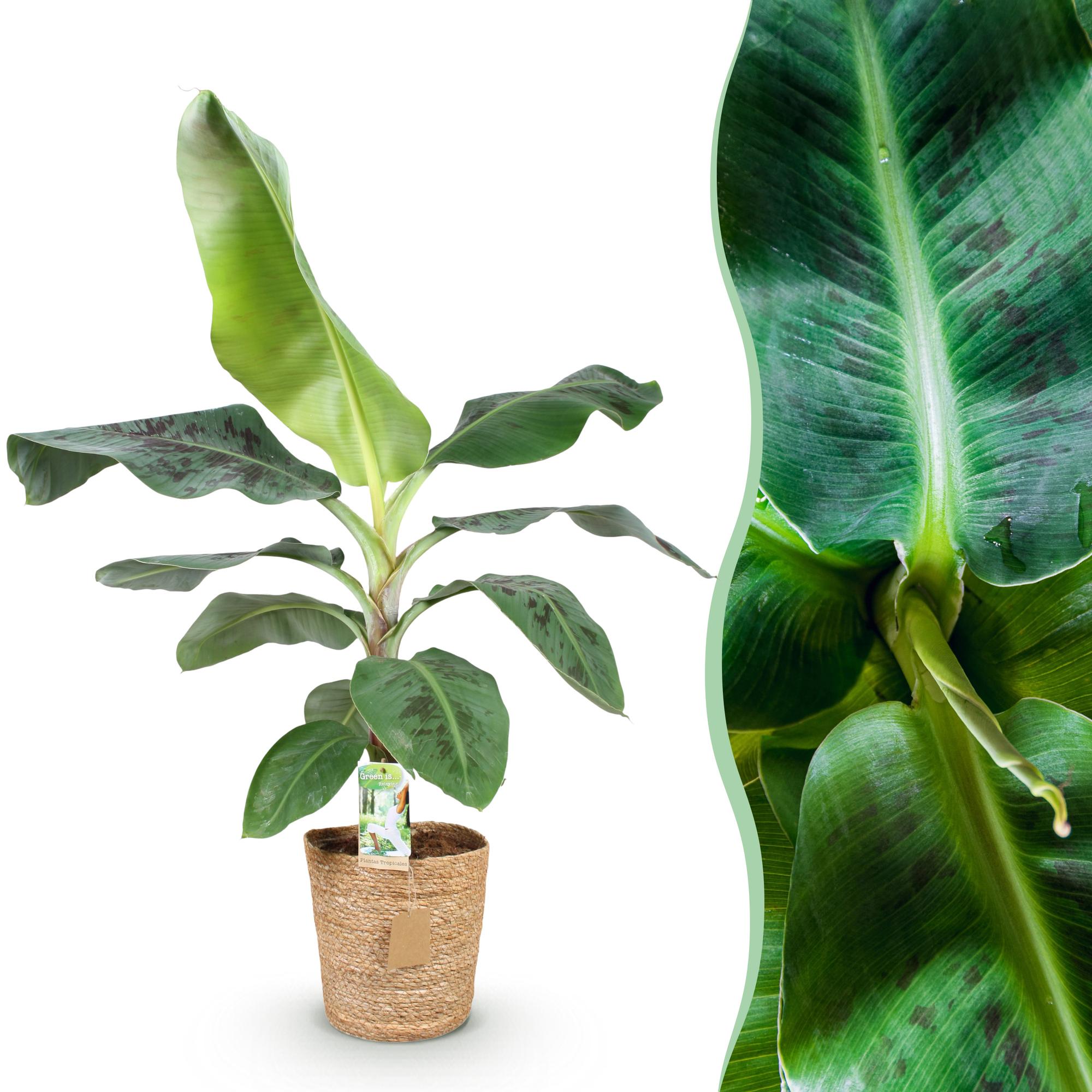 Green boutiQ, Zimmerpflanzen, Musa acuminata Dwarf Cavendisch, Bananenpflanze, Wenig Pflege, Grün, Topf 21cm, Höhe 70, 75cm