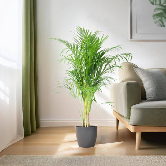 Areca Palm (Dypsis) mit Viber Grau - 100cm - Ø21 - Botanic-Vibes