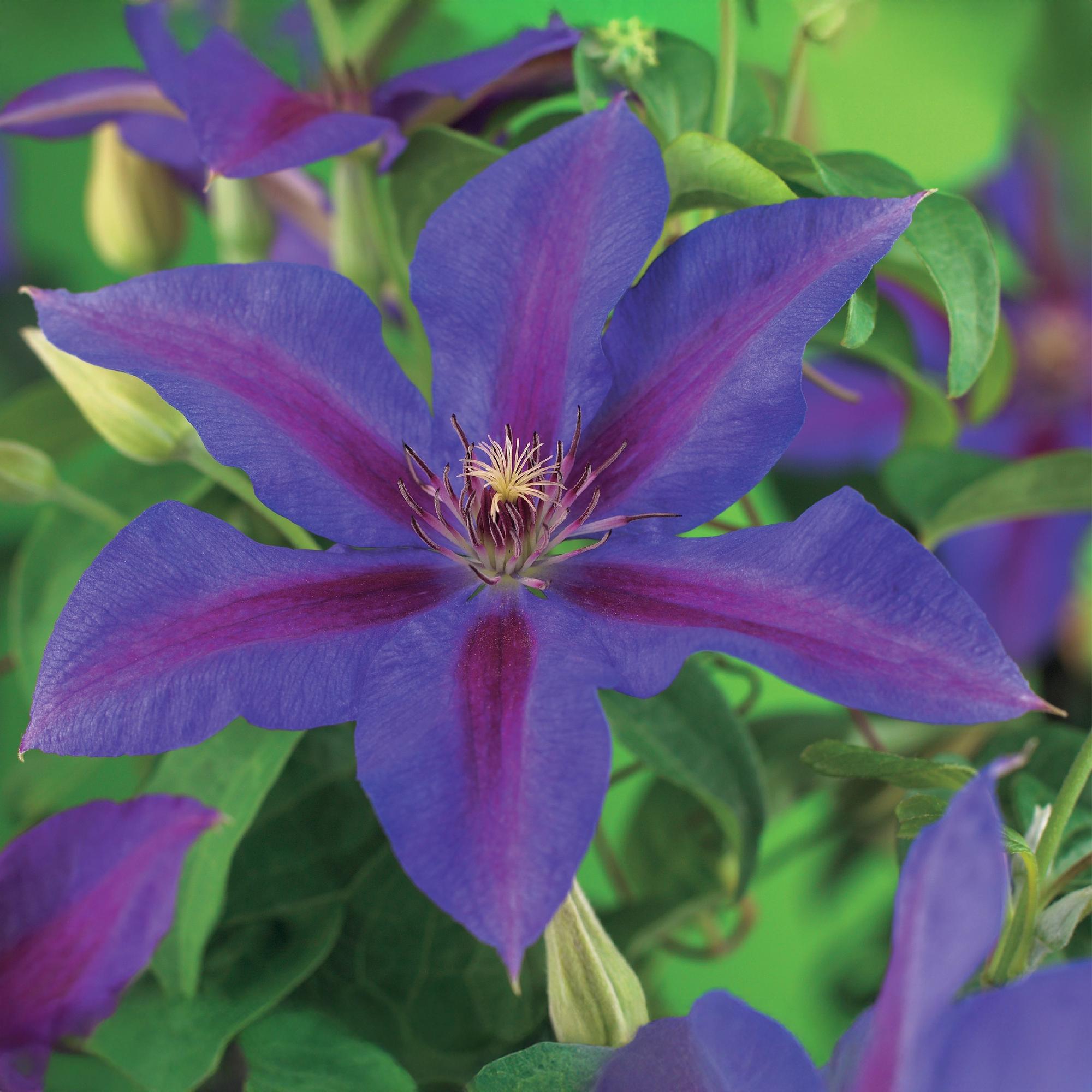 Kletterpflanze, Clematis Mrs. N. Thompson, Blüte Rosa, Wenig Pflege, 2 Pflanzen, Topf 11 cm 40 cm