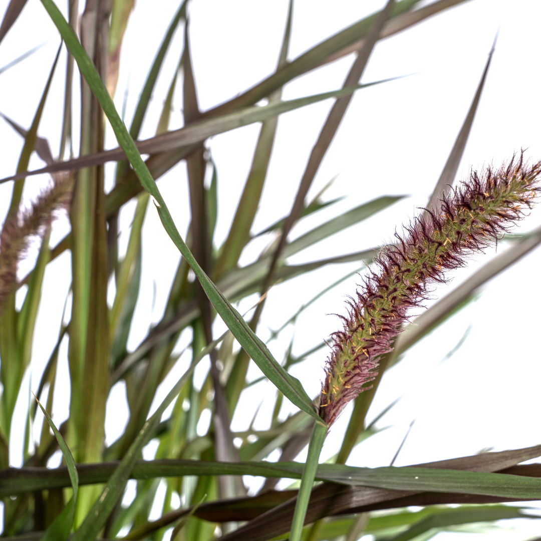 Pennisetum x advena Chelsea Ø27cm - ↕70 - 80cm