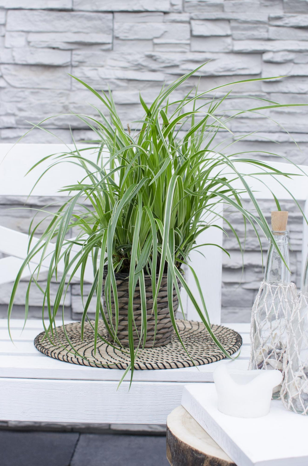 3x, Carex morrowii 'Ice Dance', 30 cm, Ø14 cm