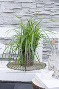 3x, Carex morrowii 'Ice Dance', 30 cm, Ø14 cm