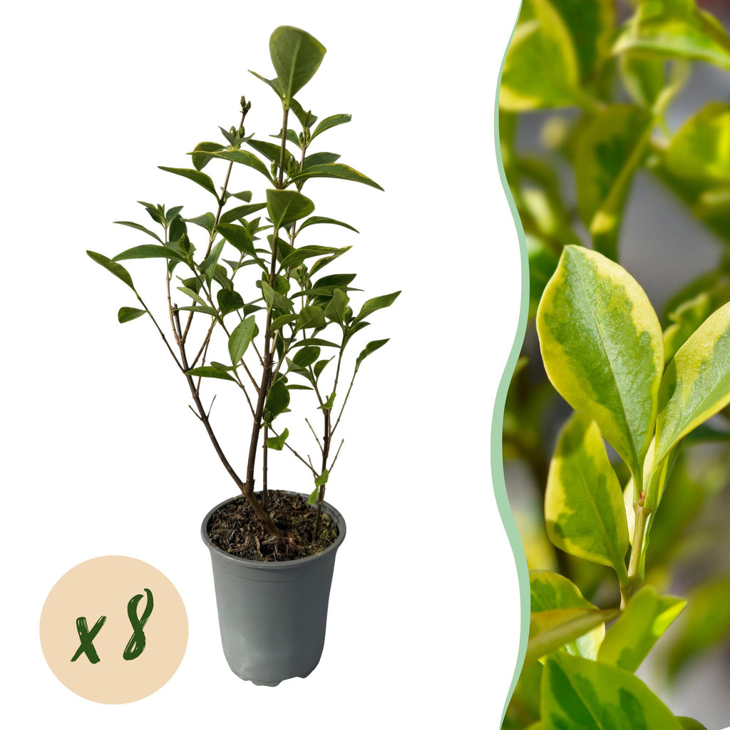 Heckenpflanzen, Ligustrum ovalifolium Aureum, Blätter gelb grün, 8 Pflanzen, 1 laufender Meter, immergrün, Topf 9 cm 35-40 cm