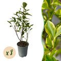 Heckenpflanzen, Ligustrum ovalifolium Aureum, Blätter gelb grün, 8 Pflanzen, 1 laufender Meter, immergrün, Topf 9 cm 35-40 cm
