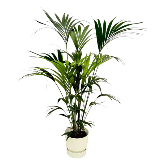 Kentia palm inklusive elho Greenville Round Weiß – 160 cm – Ø30 - Botanic-Vibes