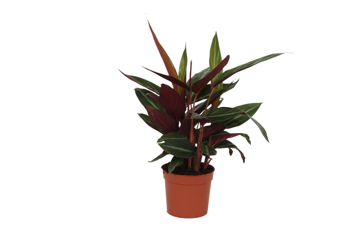 Calathea Stripestar – 40 cm – ø12