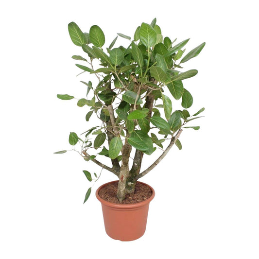 Ficus benghalensis verzweigt – 140 cm – Ø40 - Botanic-Vibes