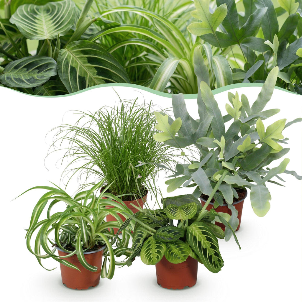 Green boutiQ, Zimmerpflanze, Chlorophytum, Cyperus, Phlebodium, Marantha, Mix aus 4, Haustierfreundliche Pflanzen, Grün, Topf 12cm, Höhe 25cm