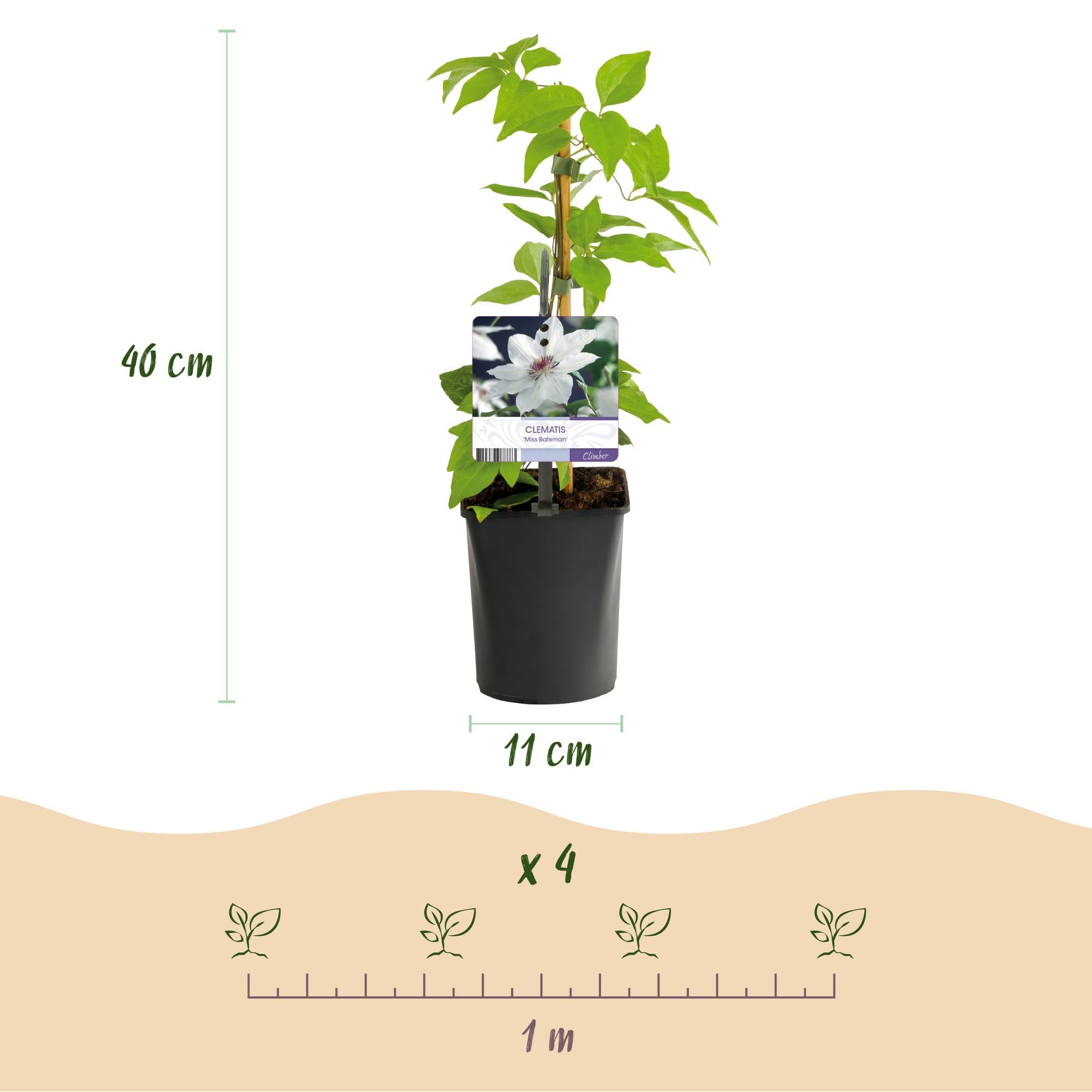 Kletterpflanze, Clematis Miss Bateman, Blüte Weiß- Wenig Pflege, 2 Pflanzen, Topf 11 cm 40 cm
