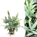 Green boutiQ, Zimmerpflanze, Phlebodium aureum Blue Star, Blaue Farn, Haustierfreundliche Pflanze, Blau, Topf 12cm, Höhe 25cm