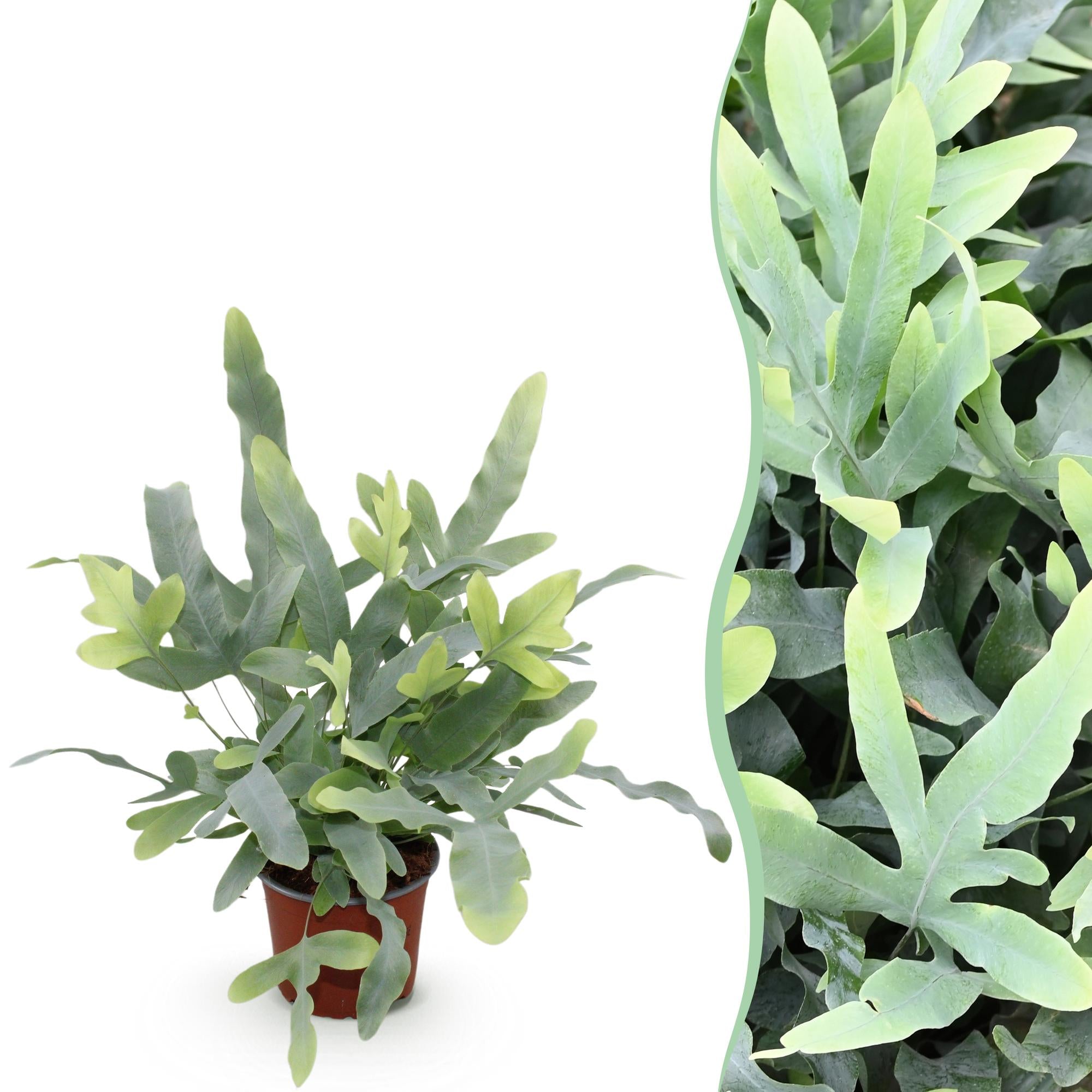 Green boutiQ, Zimmerpflanze, Phlebodium aureum Blue Star, Blaue Farn, Haustierfreundliche Pflanze, Blau, Topf 12cm, Höhe 25cm