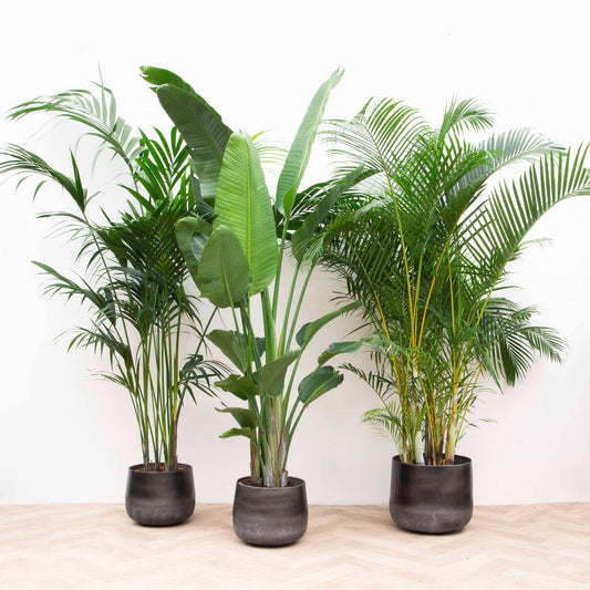 Vorteilspaket XXL – Kentia 200 cm, Strelitzia Nicolai 225 cm, Areca 200 cm - Botanic-Vibes