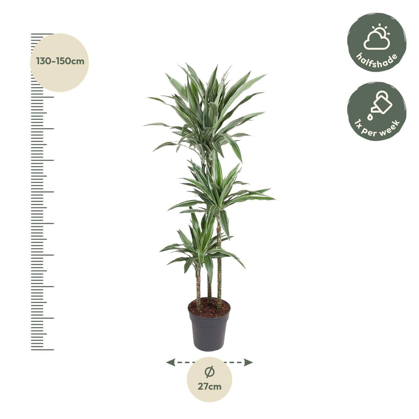 Dracaena Warneckei – 100 cm – Ø27 - Botanic-Vibes
