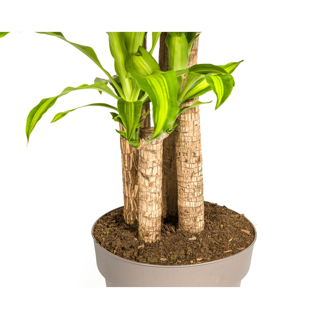 Dracaena Fragrans Massangeana Ø30cm - ↕170 - 190cm - Botanic-Vibes