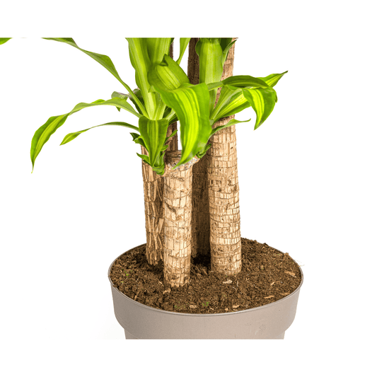 Dracaena Fragrans Massangeana Ø30cm - ↕170 - 190cm - Botanic-Vibes