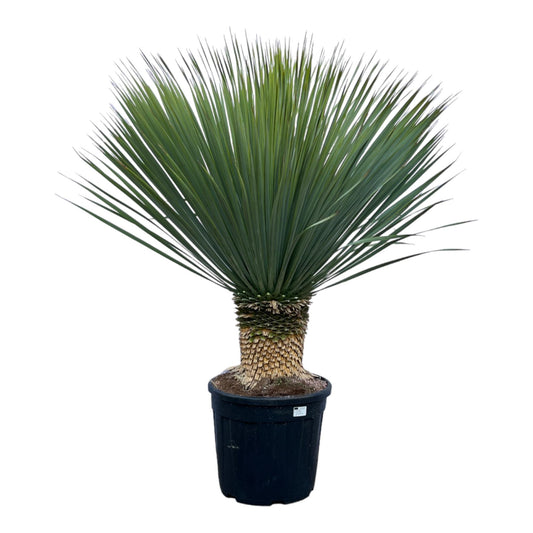 Yucca Rostrata – 140 cm – Ø45