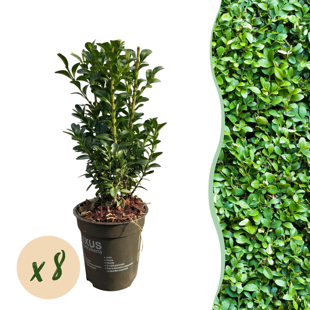 Heckenpflanzen, Buxus sempervirens, Blatt grün, 8 Pflanzen, 1 laufender Meter, immergrün, Topf 9 cm 20-25 cm