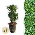 Heckenpflanzen, Buxus sempervirens, Blatt grün, 8 Pflanzen, 1 laufender Meter, immergrün, Topf 9 cm 20-25 cm