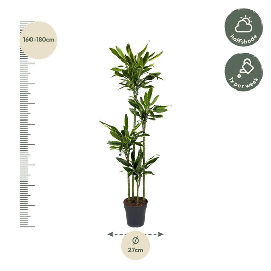 Dracaena golden coast – 170 cm – ø27 - Botanic-Vibes