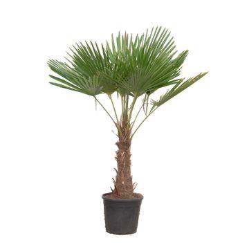 Trachycarpus fortuneii – 180–200 cm – Ø40cm