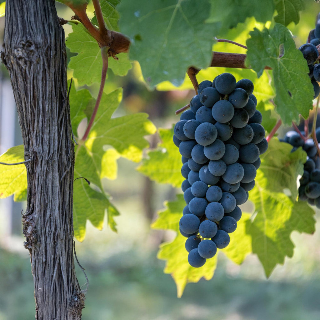 Obstpflanze, Vitis vinifera Boskoop Glory, Weinrebe, Winterhart, Blaue Traube, 2 Pflanzen, Topf 15 cm, 50 cm