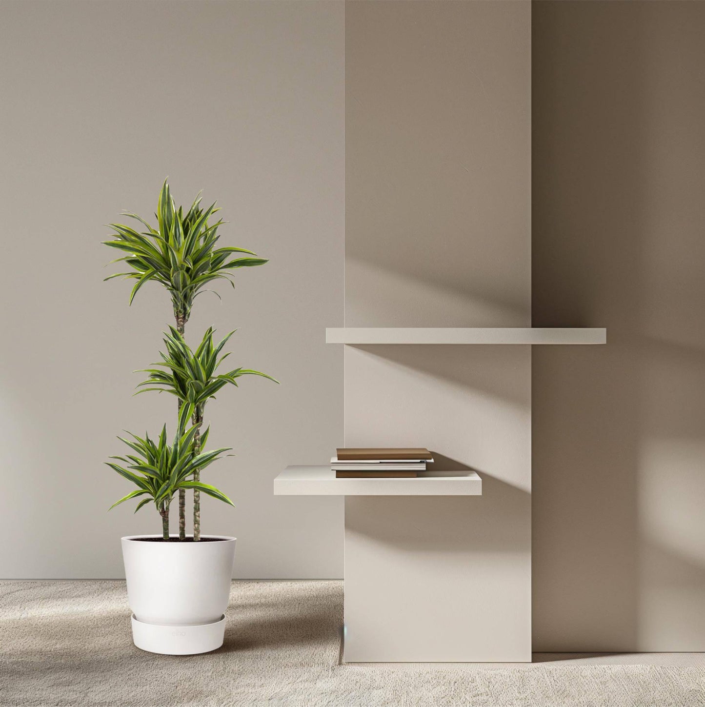 Dracaena Lemon Lime – 130 cm – Ø24 - Botanic-Vibes