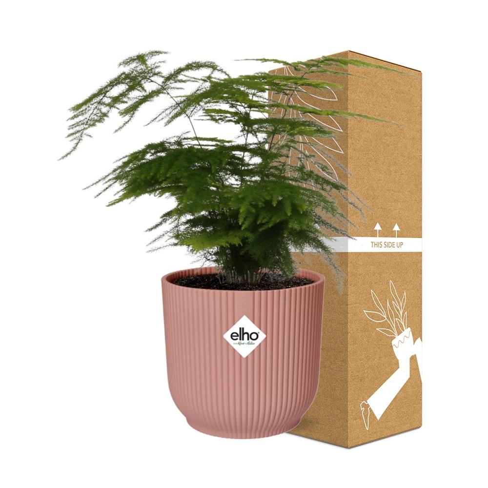Asparagus Setaceus ‘Plumosus’ im ELHO Vibes Fold, 14 cm, rosa