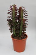 Euphorbia Trigona Rubra, Ø12 cm, 40 cm