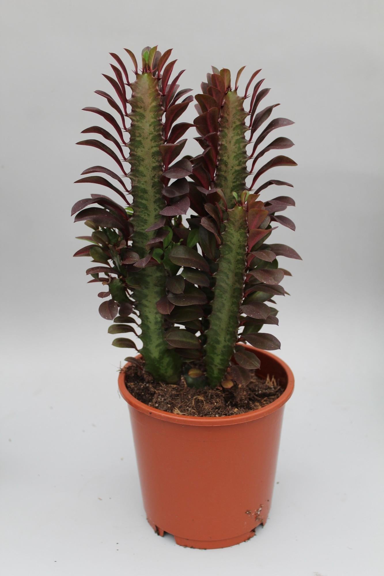 Euphorbia Trigona Rubra, Ø12 cm, 40 cm