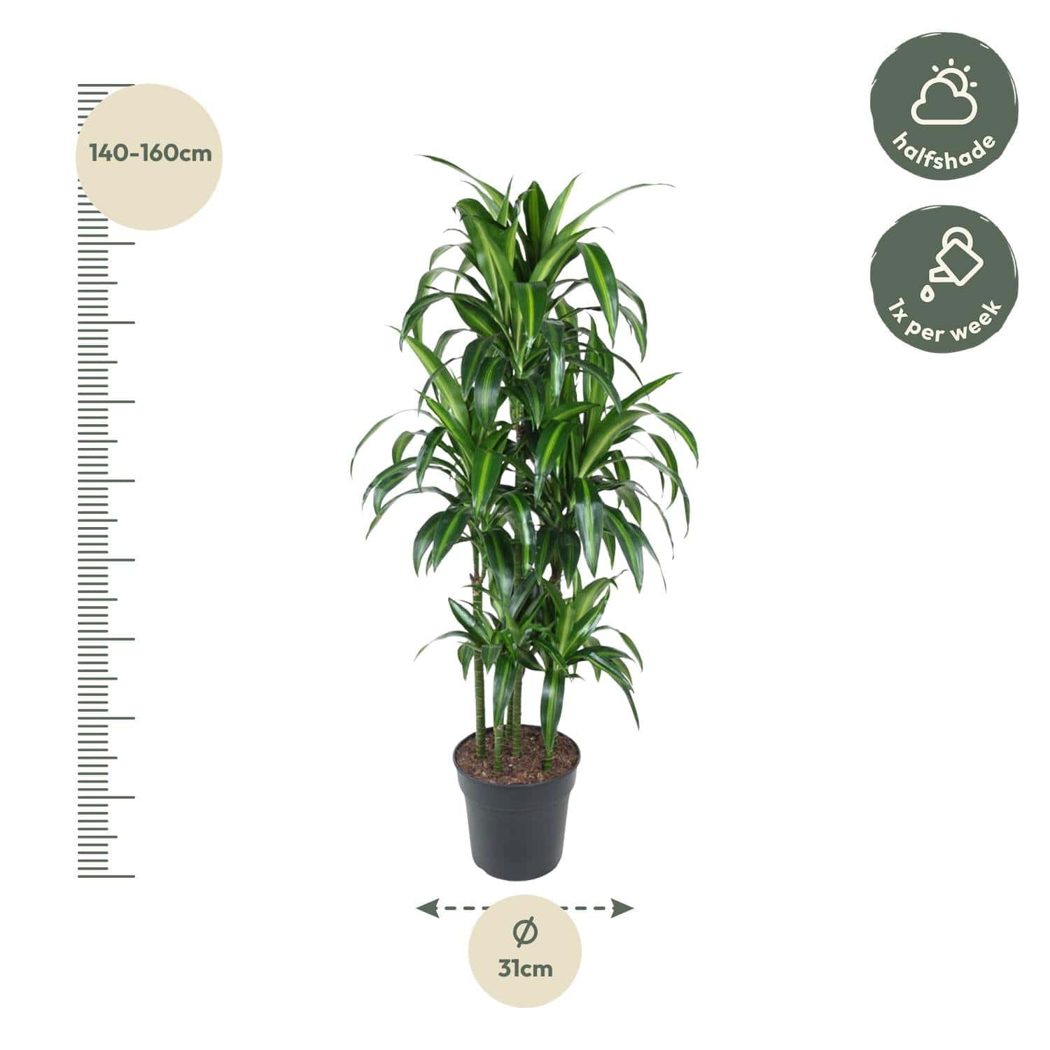 Dracaena hawaiiana carrousel – 150 cm – ø31 - Botanic-Vibes