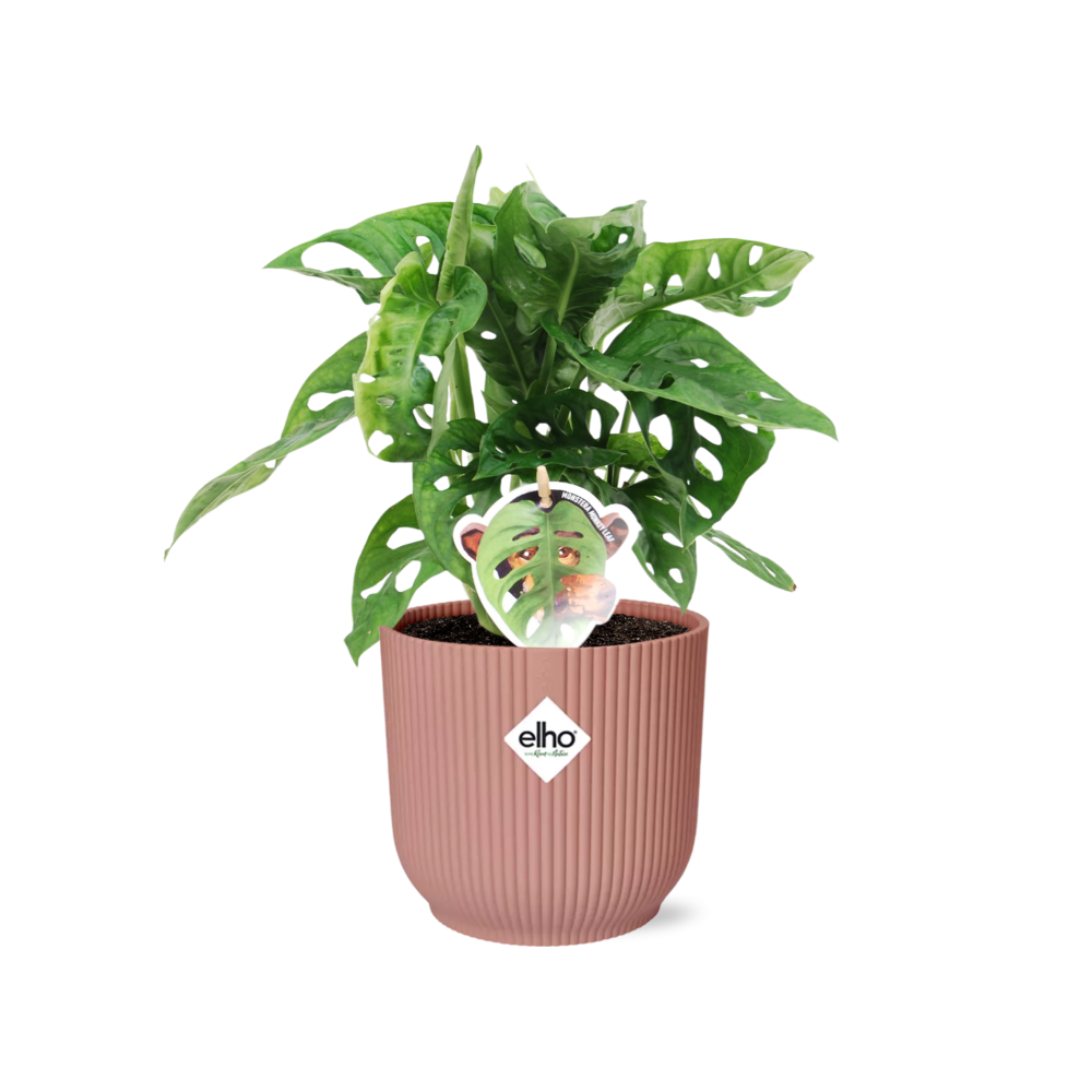 Monstera ‘Monkey Leaf’ im ELHO Vibes Fold, 14 cm, rosa