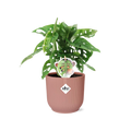 Monstera ‘Monkey Leaf’ im ELHO Vibes Fold, 14 cm, rosa