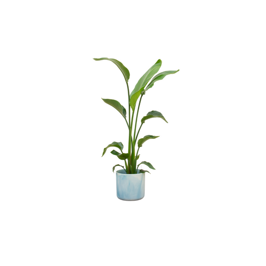Combi deal - Strelitzia nicolai inklusive elho Ocean Round Atlantikblau Ø22 – 120 cm