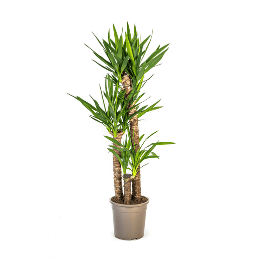 Yucca Elephantipes Ø24cm - ↕120 - 140cm - Botanic-Vibes
