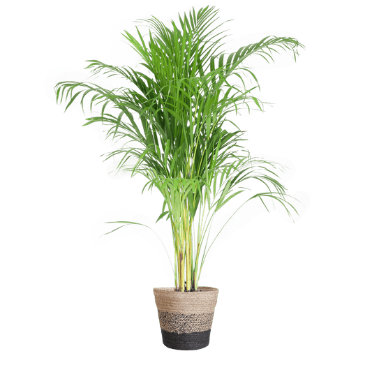 Areca Palm (Dypsis) mit Lissabon-Korb Schwarz - 100cm - Ø21 - Botanic-Vibes