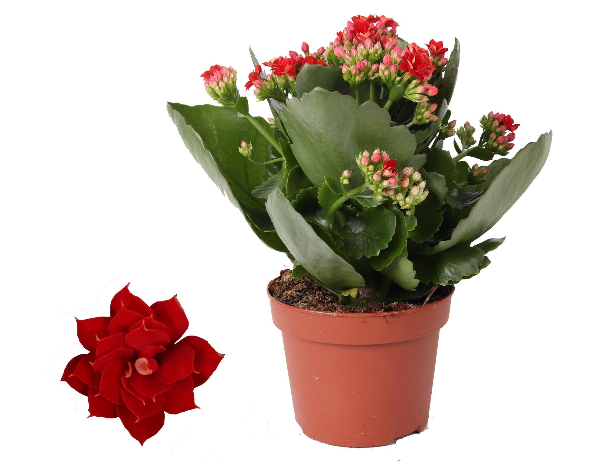 Kalanchoe Rosalina Don Justino Rood, Ø12 cm, 27 cm
