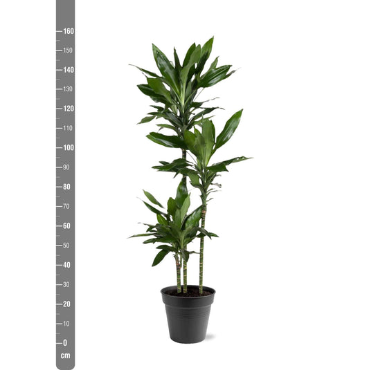 Dracaena Janet Lind – 150–160 cm – Ø24 - Botanic-Vibes