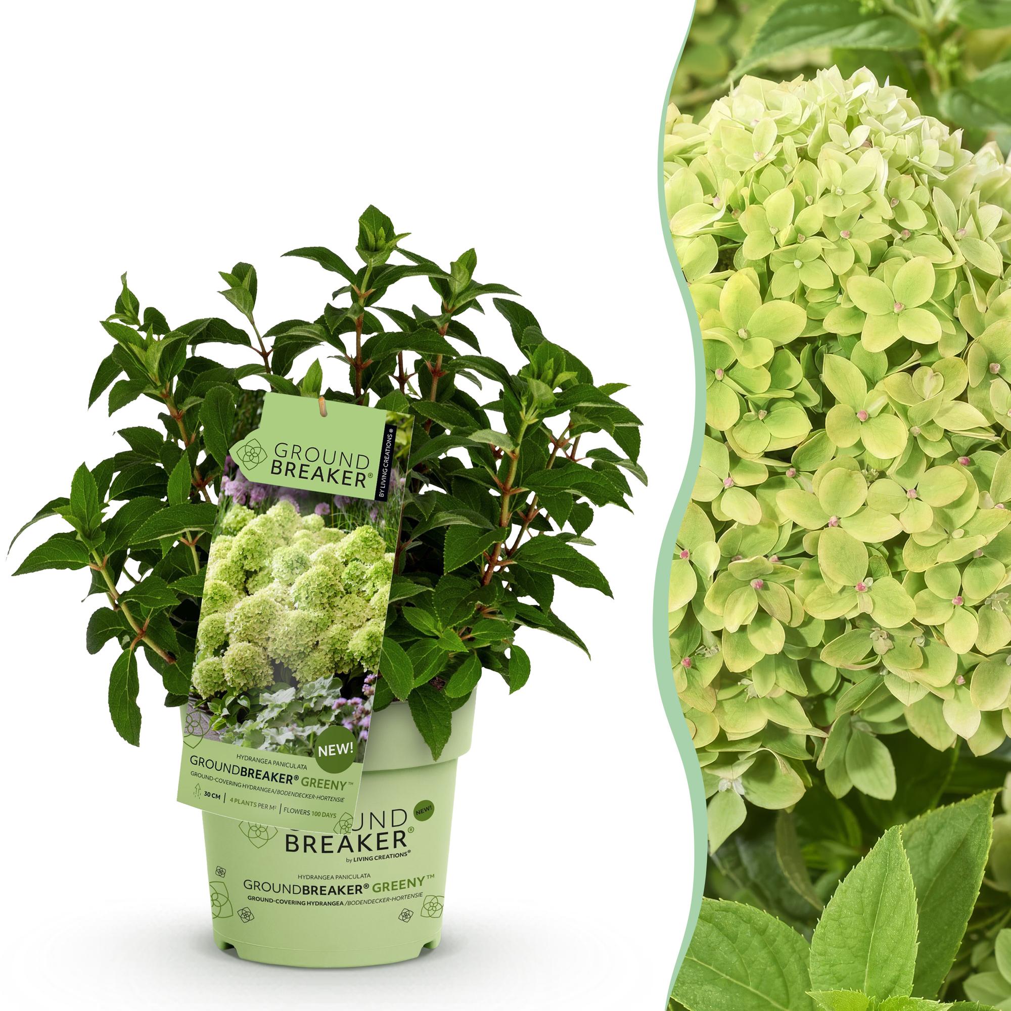 Hydrangea panniculata Groundbreaker Greeny, Rispenhortensie, Winterhart, Creme, 1 Pflanze, Topf 14 cm, 20-25 cm