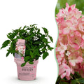 Hydrangea panniculata Groundbreaker Blush, Bauernhortensie, Winterhart, Rosa, 1 Pflanze, Topf 14 cm, 20-25 cm