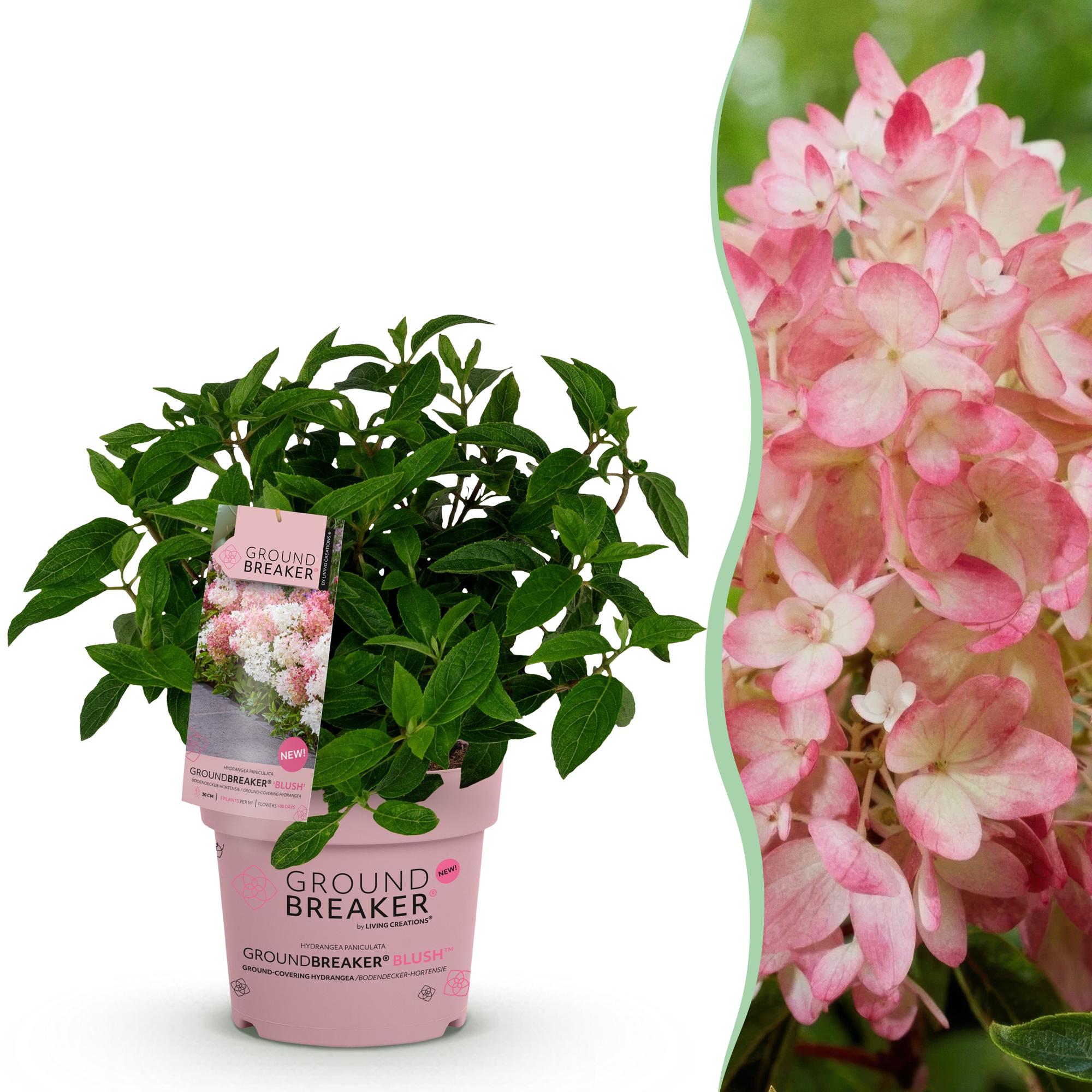 Hydrangea panniculata Groundbreaker Blush, Bauernhortensie, Winterhart, Rosa, 1 Pflanze, Topf 14 cm, 20-25 cm
