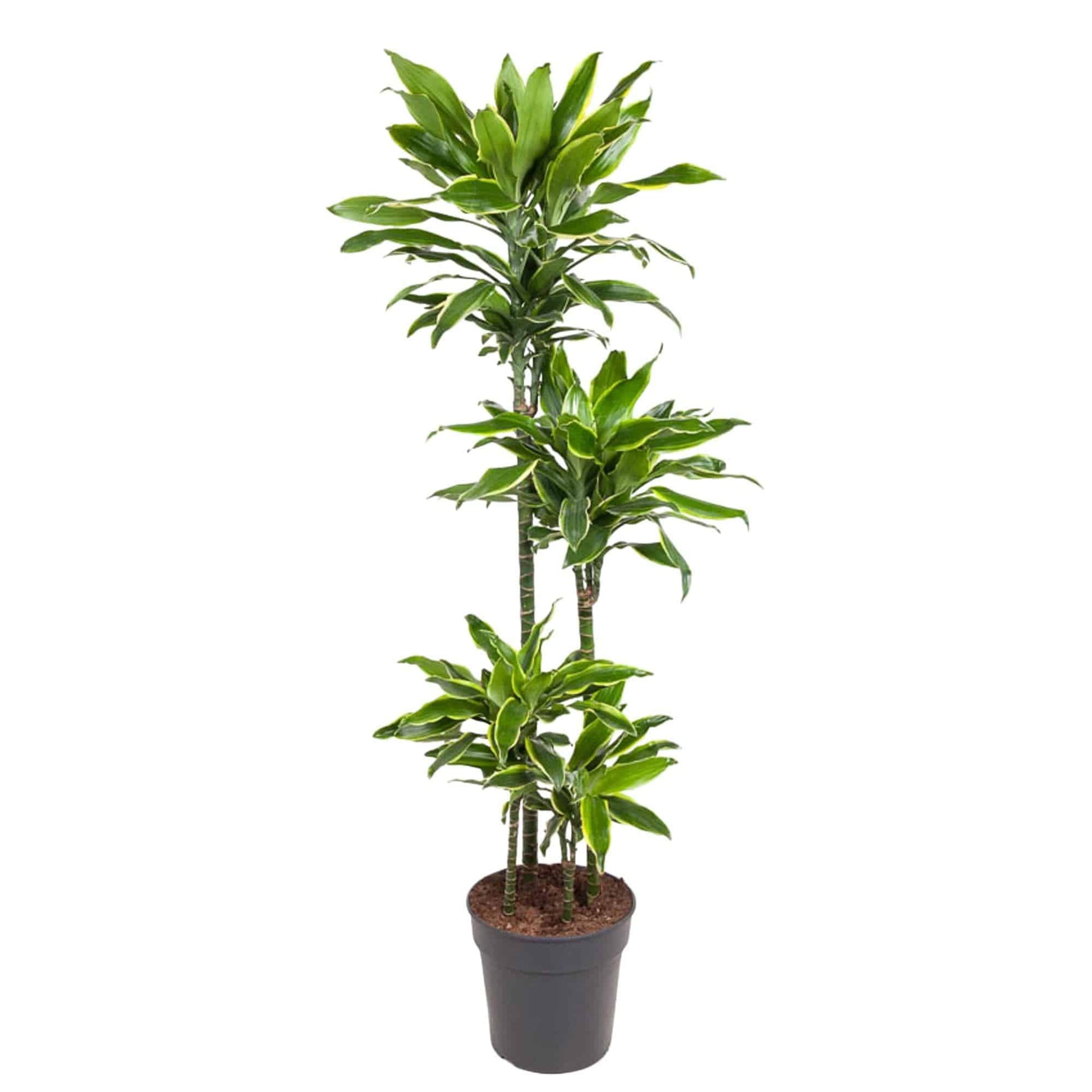 Dracaena golden coast – 140 cm – ø27 - Botanic-Vibes