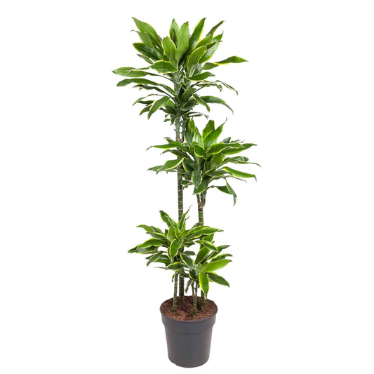Dracaena golden coast – 140 cm – ø27 - Botanic-Vibes