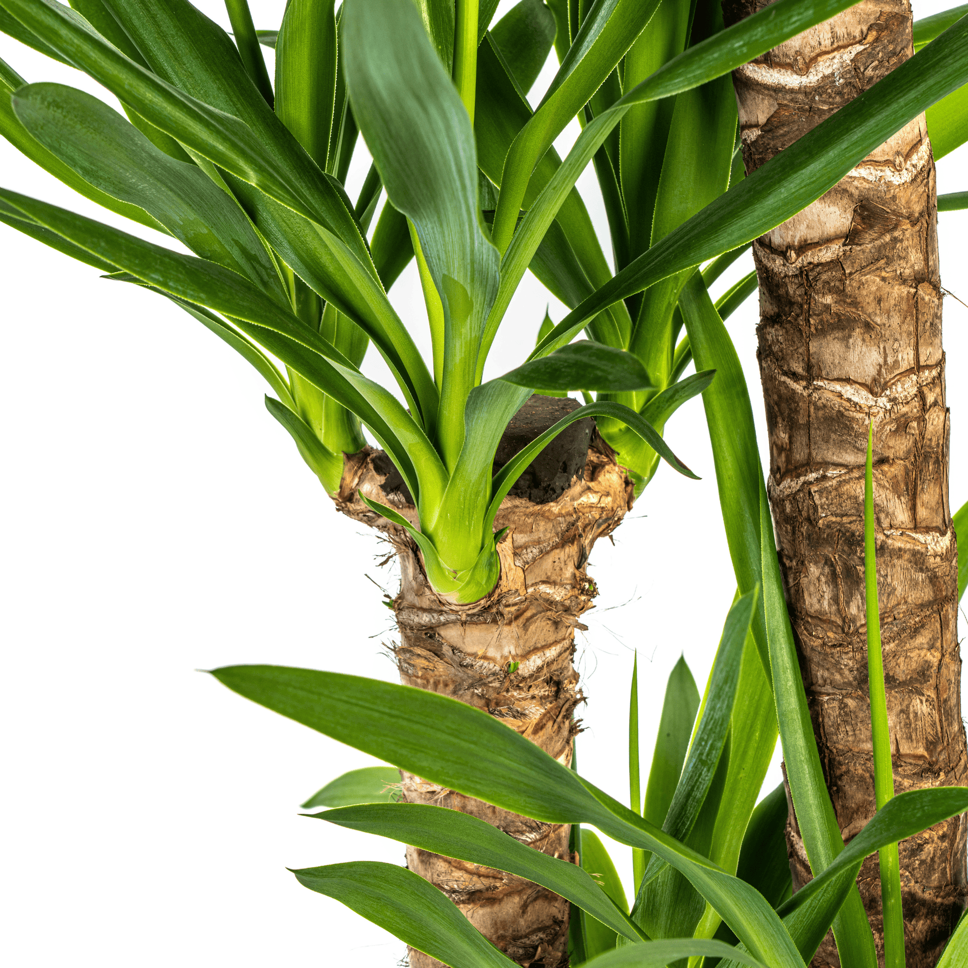 Yucca Elephantipes Ø24cm - ↕120 - 140cm - Botanic-Vibes
