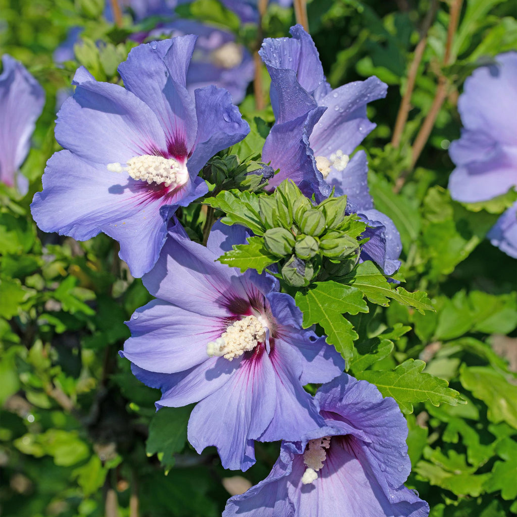 Sträucher, Hibiscus syriacus Oiseau Blau, Blüte Blau, 1 Pflanze, Laubabwerfend, Wenig Pflege, Topf 17 cm 45 cm